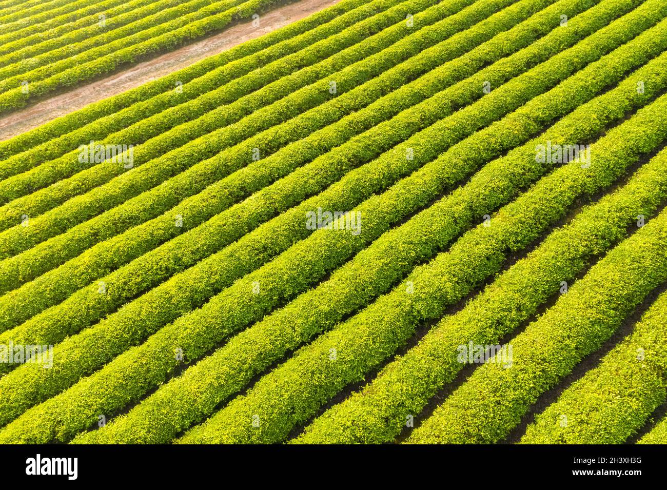Gepflegte und wunderschöne Teeplantage Stockfoto