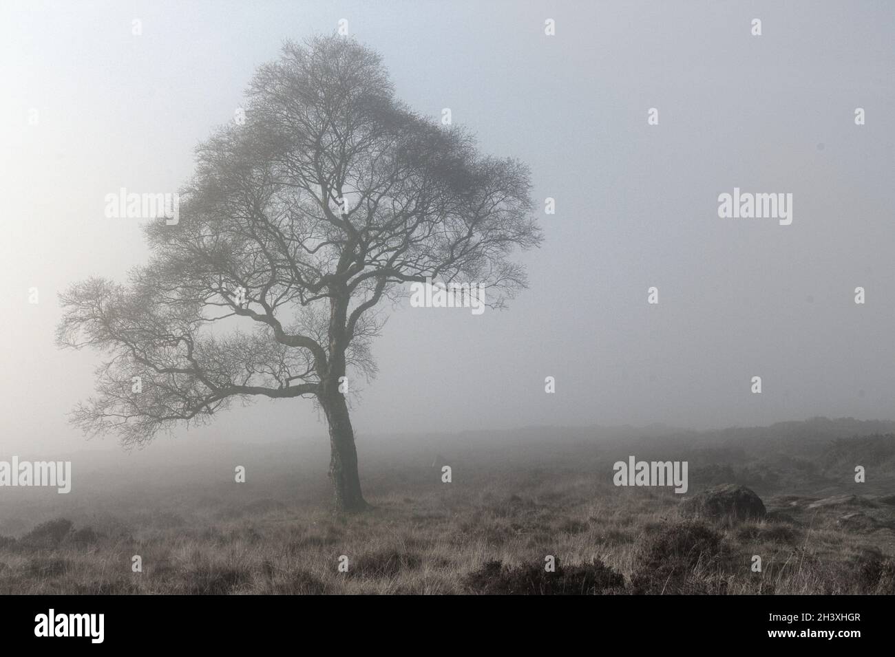 Einteiler Baum im Nebel auf Laurence Field, Peak District National Park Stockfoto