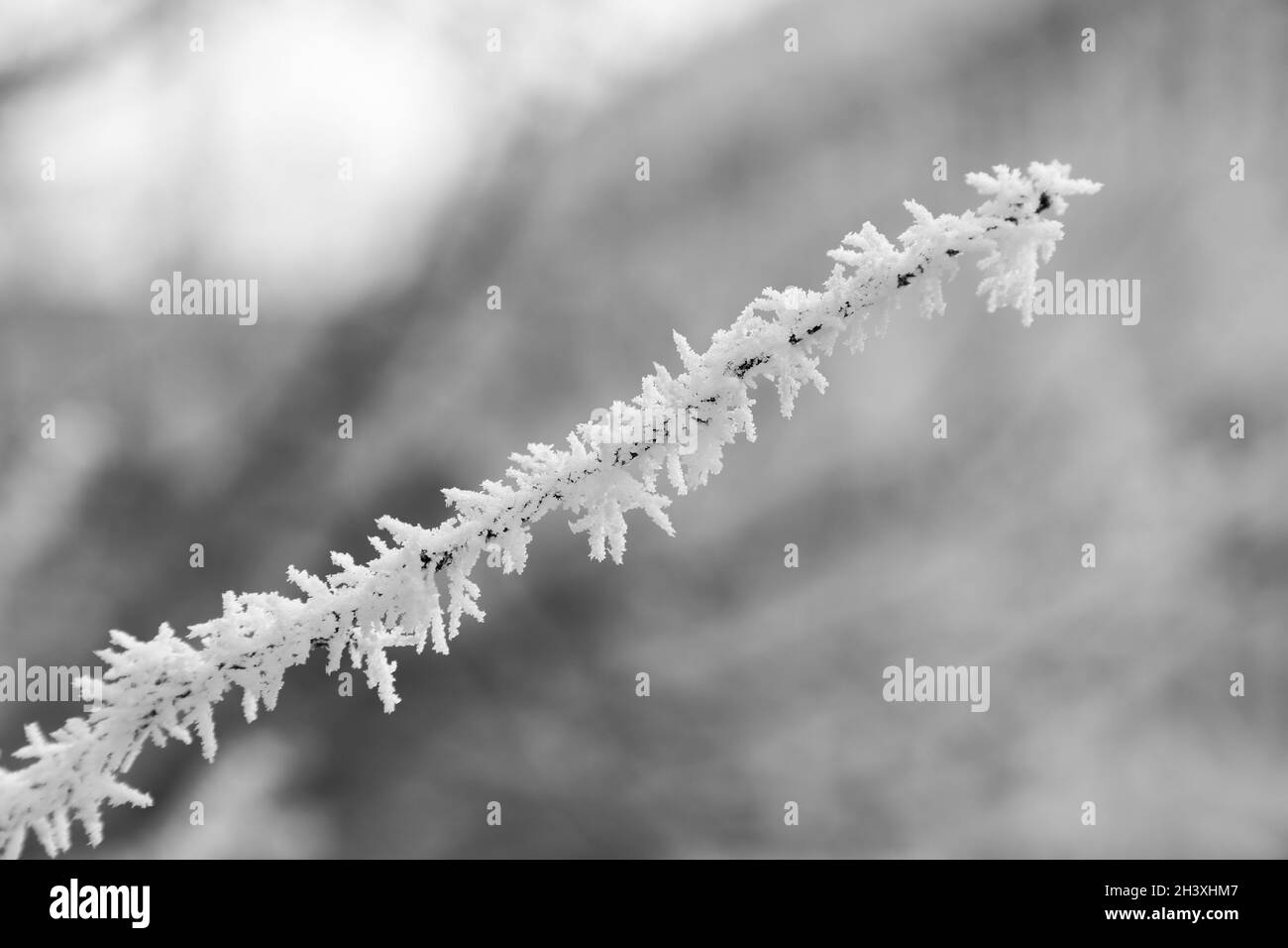 Ein Pflanzenzweig wird nach Frost eingefroren. Stockfoto