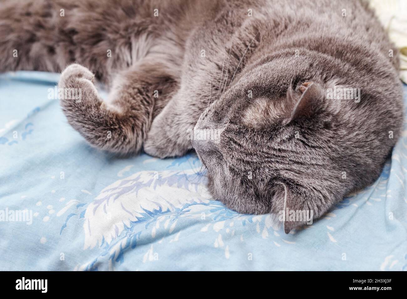 Ziemlich Erwachsene graue Katze schläft im gemütlichen Bett zu Hause Stockfoto