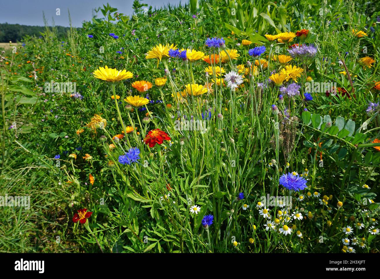 Ringelblume und Kornblume Stockfoto