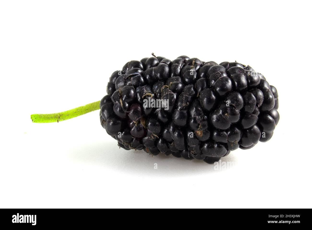 Schwarze Maulbeere, Beeren isoliert auf weißem Hintergrund Nahaufnahme. Stockfoto