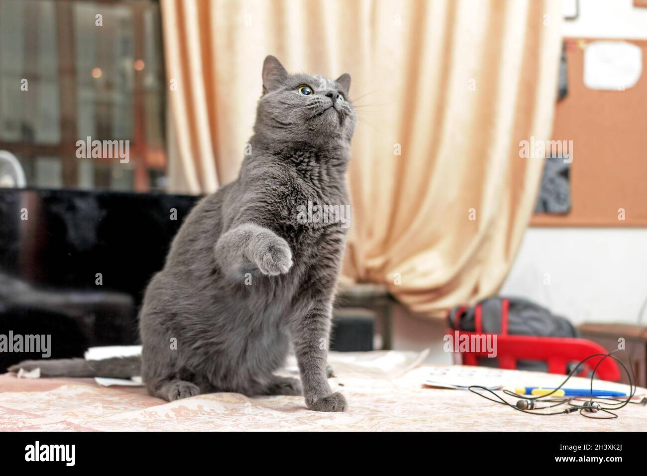 Echte hübsche Erwachsene hellgraue Katze hob ihre Vorderpfote auf den Tisch Stockfoto