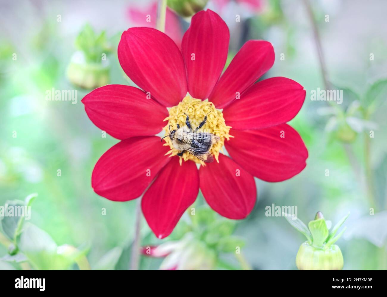 Echt schöne hübsche Biene auf scharlachroten Dahlien im Herbstgarten Stockfoto