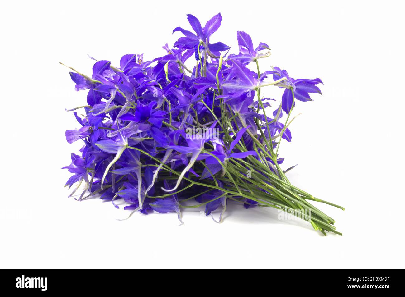 Bouquet von lila Wildblumen funkeln Stockfoto