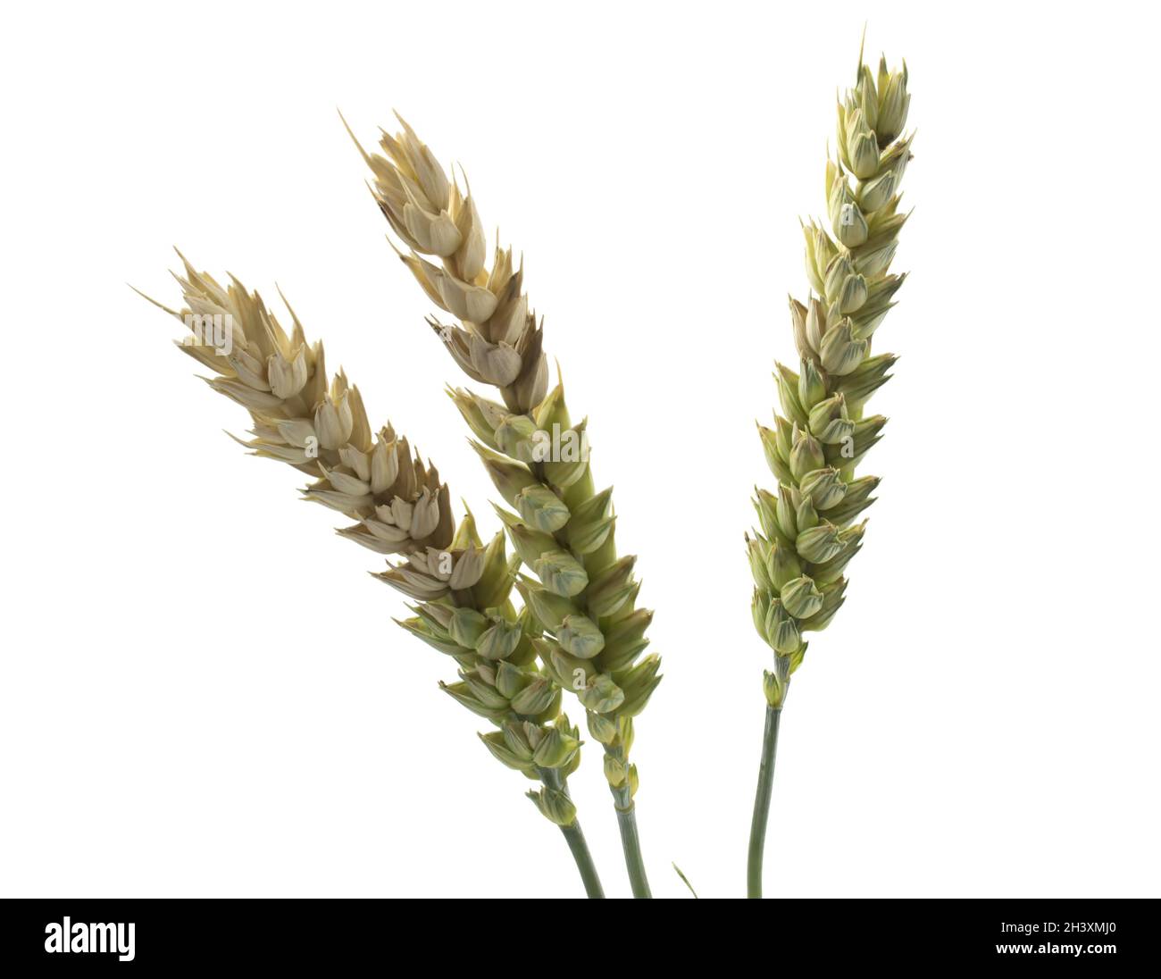 Weizenspieße auf weißem Hintergrund isoliert. Probleme mit der Reifung der Stacheletts, schmerzhafte Körner, schlechte Ernte. Stockfoto