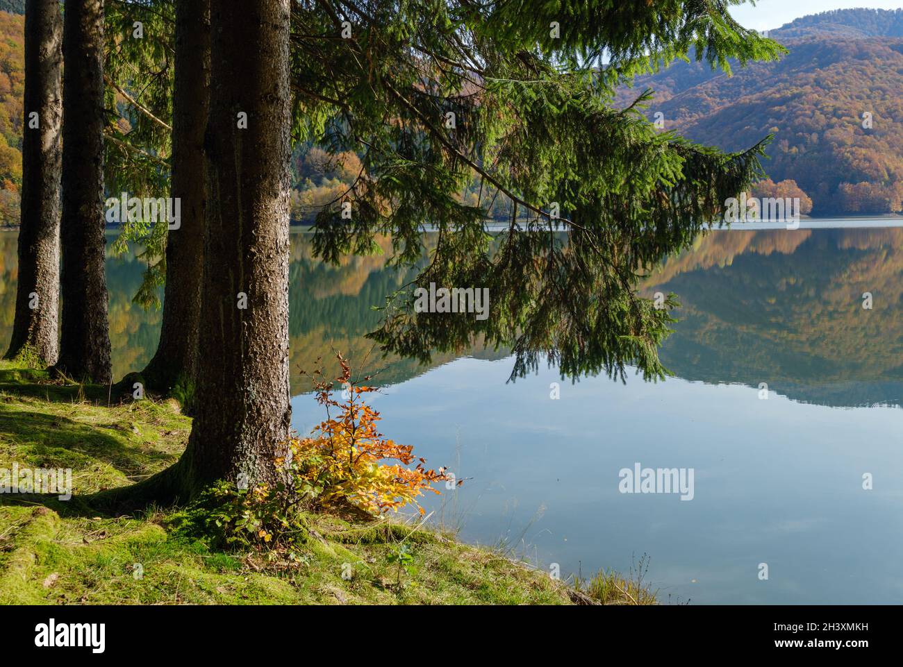 Waldwiese am Ufer des malerischen Sees. Vilshany Wasserreservoir am Tereblya Fluss, Transkarpatien, Ukraine. Wunderschön A Stockfoto