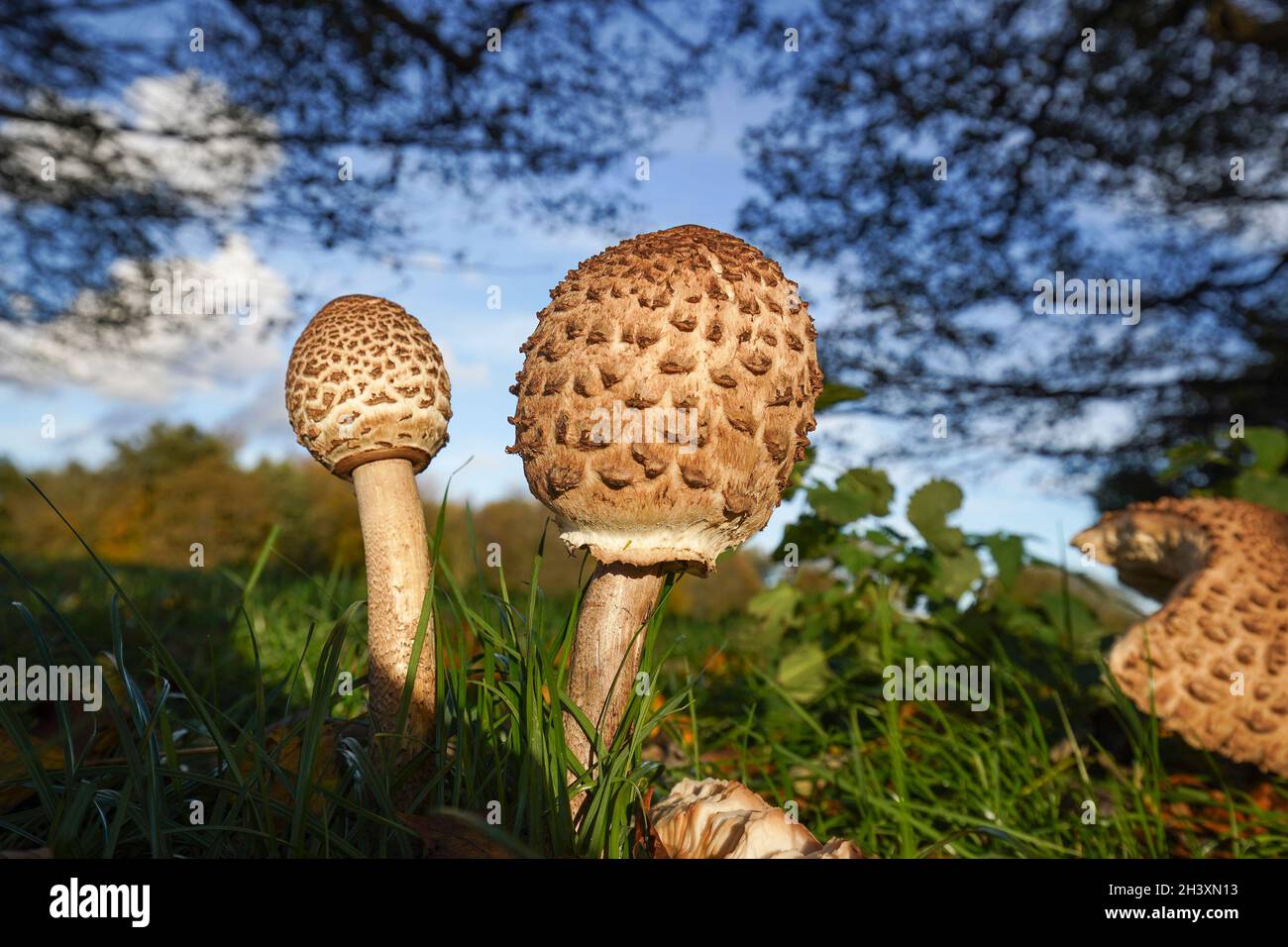 Kidderminster, Großbritannien. 30. Oktober 2021. Wetter in Großbritannien: Nach extrem nassem Wetter bricht heute endlich die Herbstsonne durch die Wolken auf den wunderschönen Hügeln von Worcestershire. Angesichts dieser sich ständig ändernden britischen Wettermuster scheint die natürliche Welt zu gedeihen, eine wilde „Flora“, die das Beste aus den feuchten, sonnigen Bedingungen macht. Menschliche Geister werden ebenso erhoben, wie Wanderer innehalten, um die Welt um sie herum zu genießen. Credit Lee Hudson/Alamy Live News Stockfoto