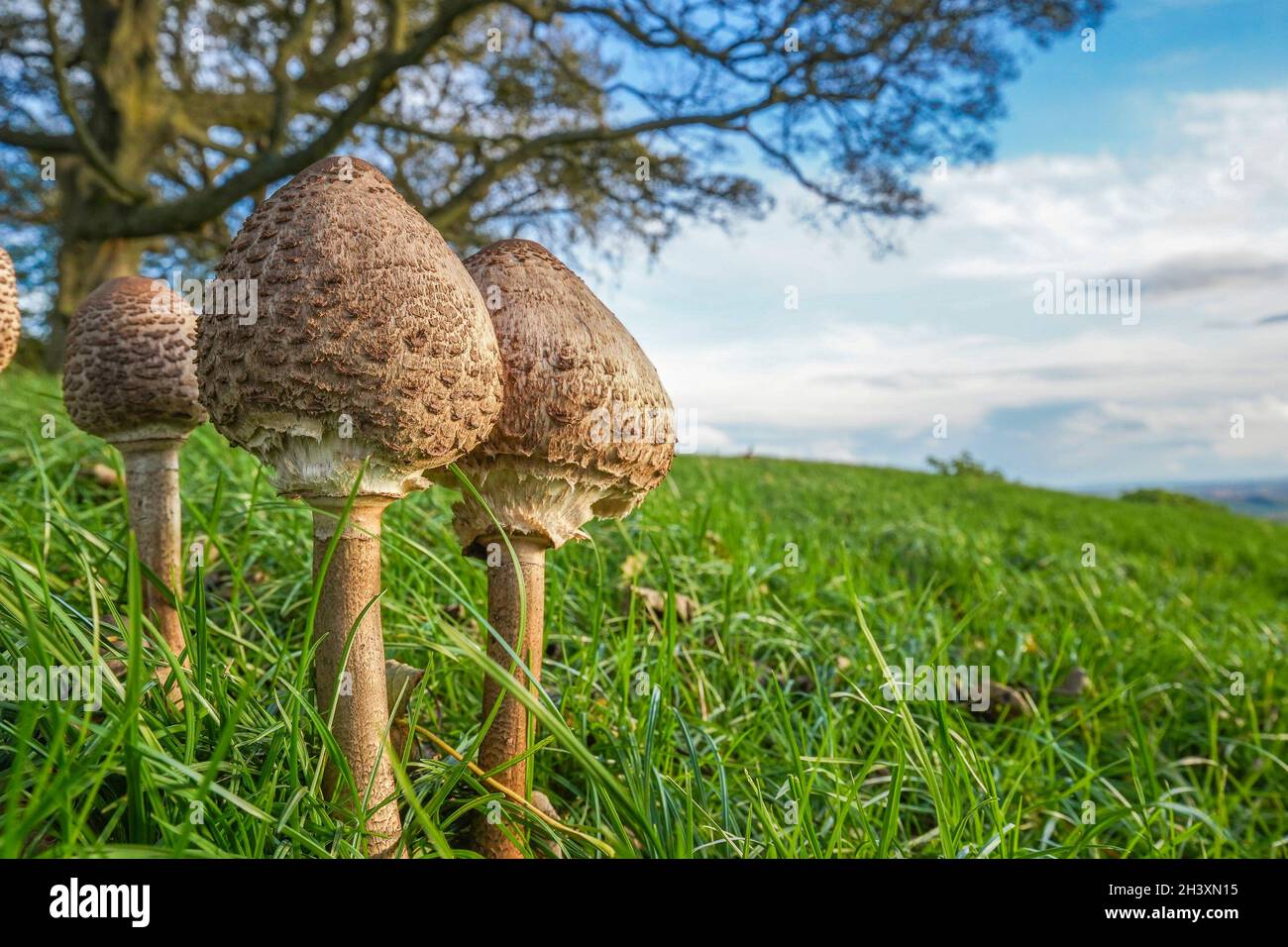 Kidderminster, Großbritannien. 30. Oktober 2021. Wetter in Großbritannien: Nach extrem nassem Wetter bricht heute endlich die Herbstsonne durch die Wolken auf den wunderschönen Hügeln von Worcestershire. Angesichts dieser sich ständig ändernden britischen Wettermuster scheint die natürliche Welt zu gedeihen, eine wilde „Flora“, die das Beste aus den feuchten, sonnigen Bedingungen macht. Menschliche Geister werden ebenso erhoben, wie Wanderer innehalten, um die Welt um sie herum zu genießen. Credit Lee Hudson/Alamy Live News Stockfoto