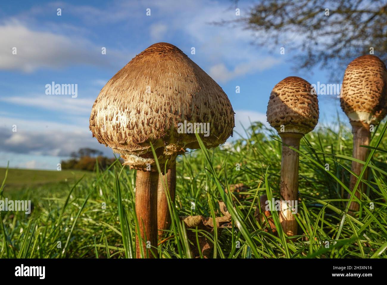 Kidderminster, Großbritannien. 30. Oktober 2021. Wetter in Großbritannien: Nach extrem nassem Wetter bricht heute endlich die Herbstsonne durch die Wolken auf den wunderschönen Hügeln von Worcestershire. Angesichts dieser sich ständig ändernden britischen Wettermuster scheint die natürliche Welt zu gedeihen, eine wilde „Flora“, die das Beste aus den feuchten, sonnigen Bedingungen macht. Menschliche Geister werden ebenso erhoben, wie Wanderer innehalten, um die Welt um sie herum zu genießen. Credit Lee Hudson/Alamy Live News Stockfoto