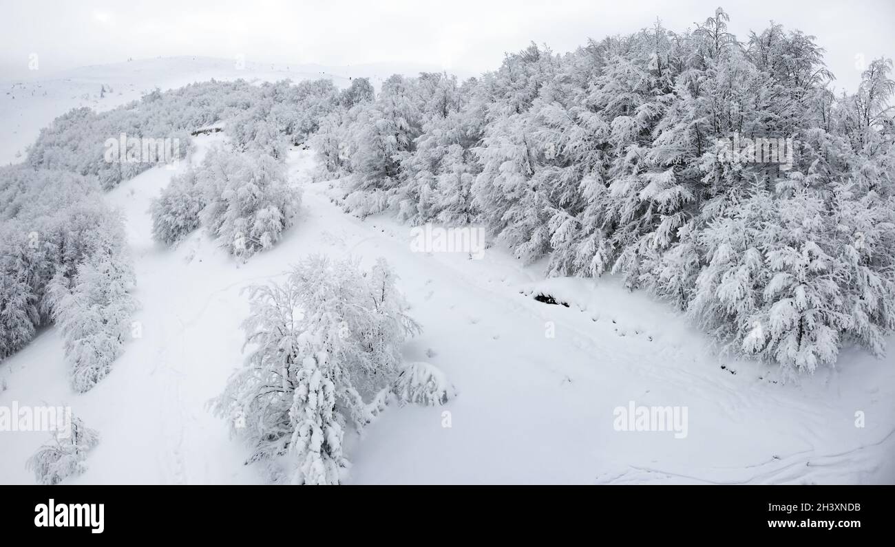 Schwarz-weißer Hintergrund von Bäumen im Wald ohne Blätter im Winter Stockfoto