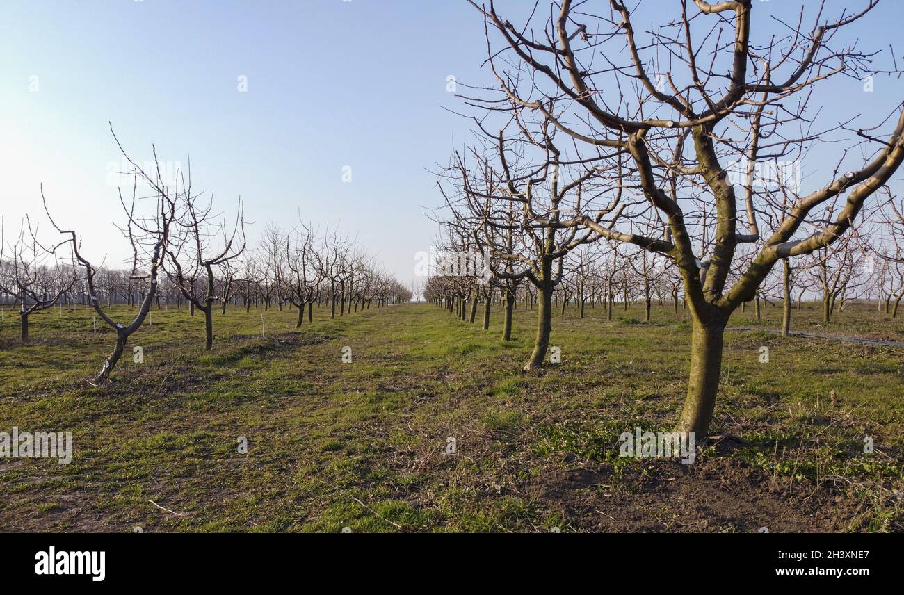 Bäume apfel Fotos und Bildmaterial in hoher Auflösung Alamy