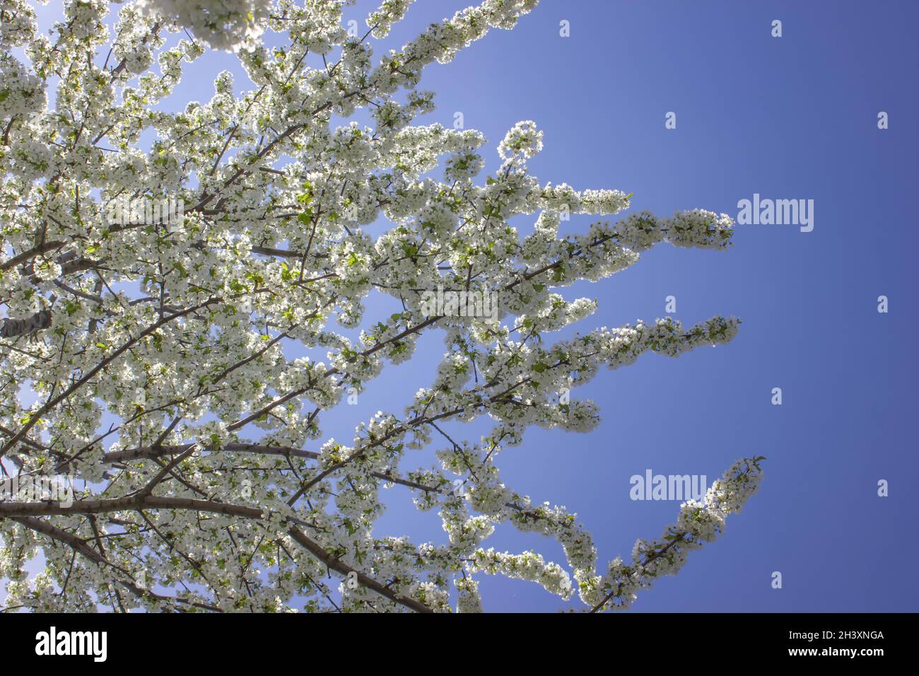 Dichte Pflaumenblüten auf blauem Hintergrund. Stockfoto