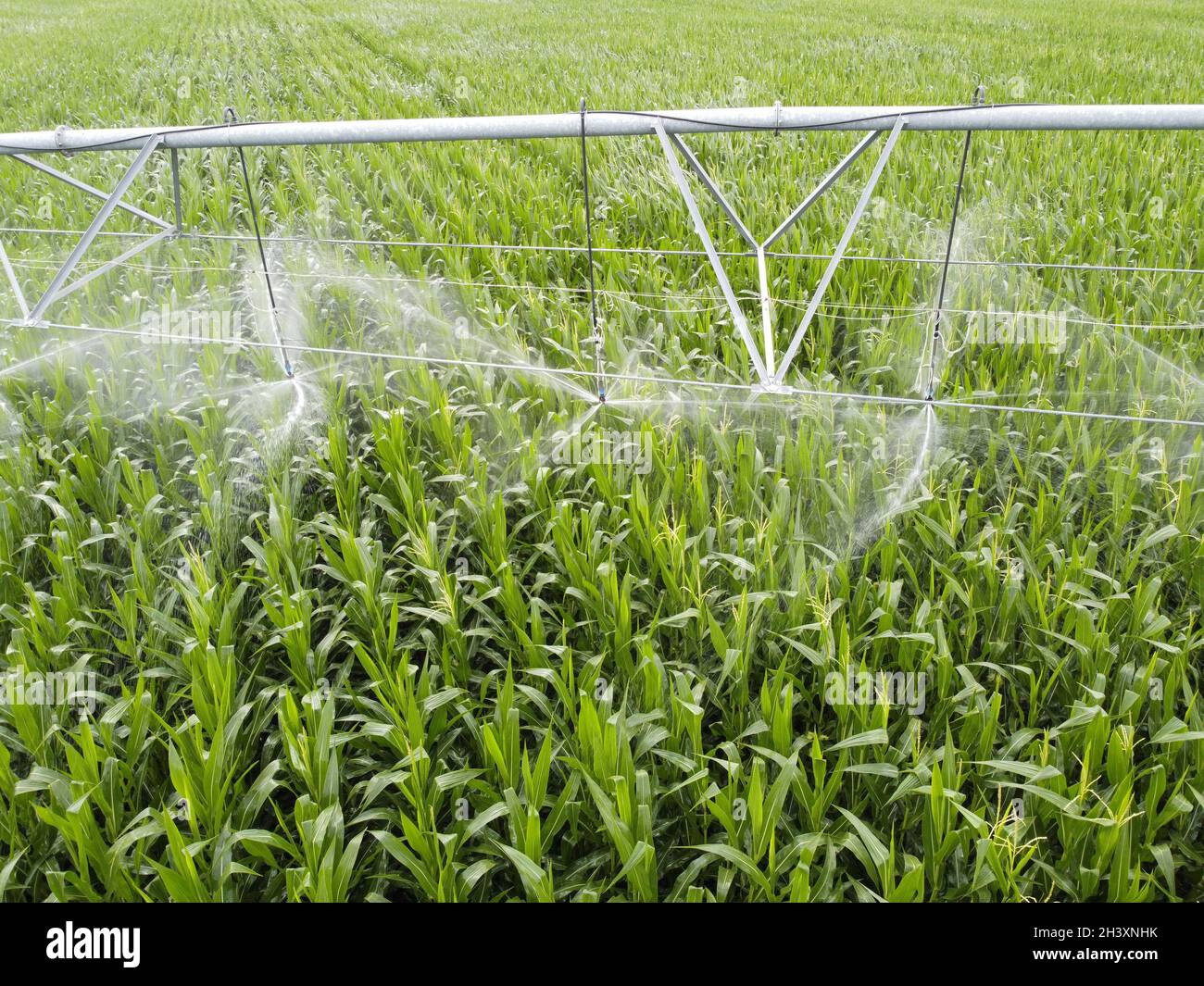 Automatisches Bewässerungssystem auf einem Maisfeld. Agroindustrie, Landwirtschaft in ariden Gebieten Stockfoto
