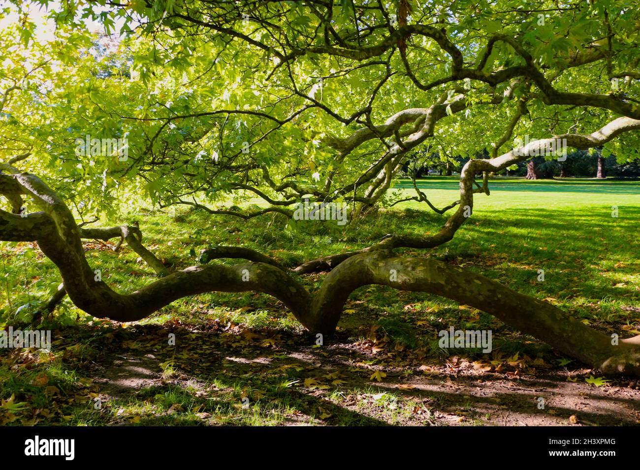 Die orientalische Platanus orientalis wurde 1775 in Osterley Park Isleworth London England in der Nachmittagssonne gepflanzt Stockfoto