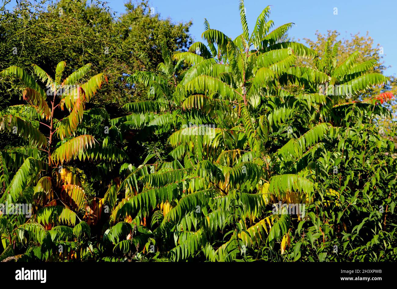 Rhus typhina staghorn sumac Stockfoto