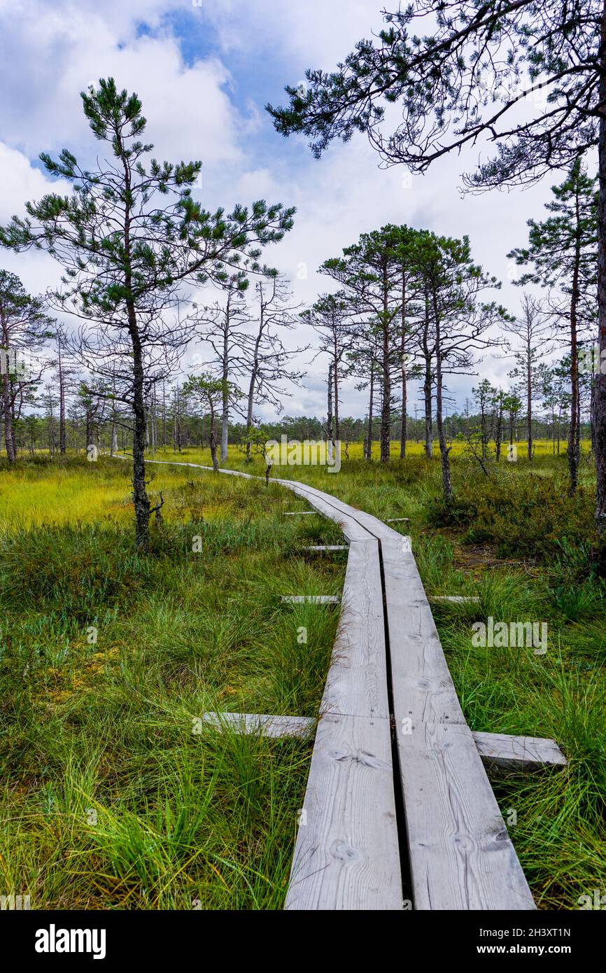 Naturlehrpfad mit Holzboardwalk, der durch eine Torfmoorlandschaft mit spärlichen Bäumen führt Stockfoto