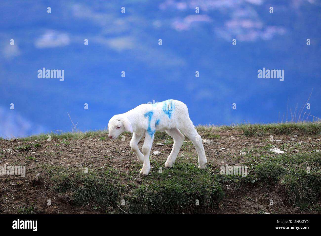 Lamm auf der Weide des Monte Baldo. Italienische Alpen. Europa. Stockfoto