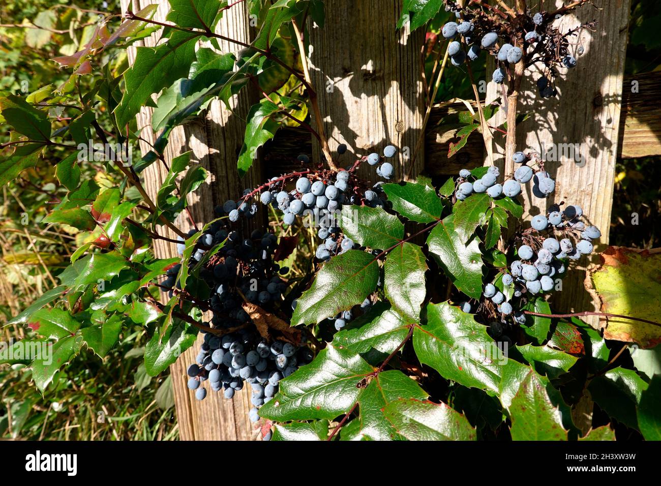 Mahonia auquifolium Fotos und Bildmaterial in hoher Auflösung Alamy
