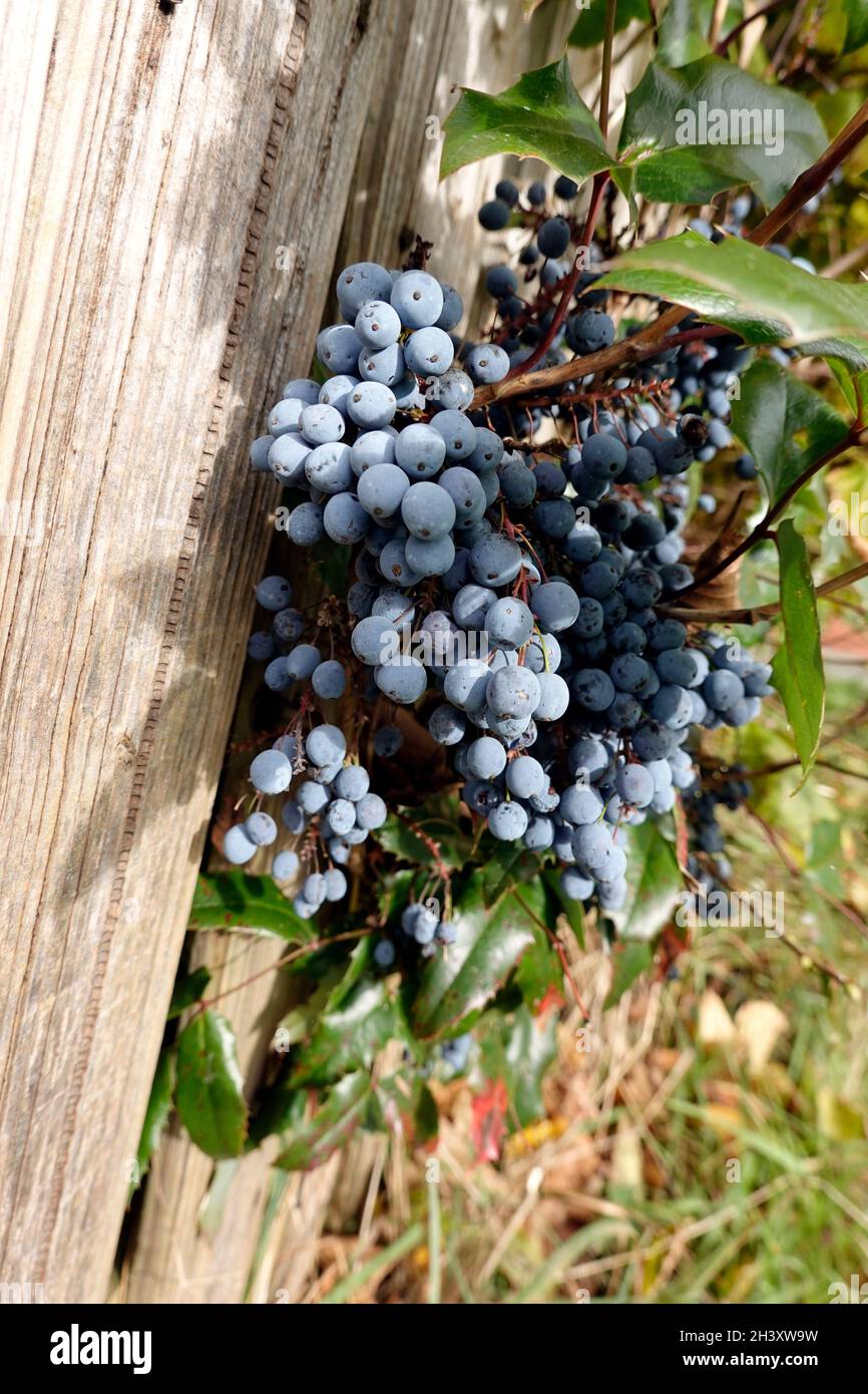 Mahonia auquifolium Fotos und Bildmaterial in hoher Auflösung Alamy