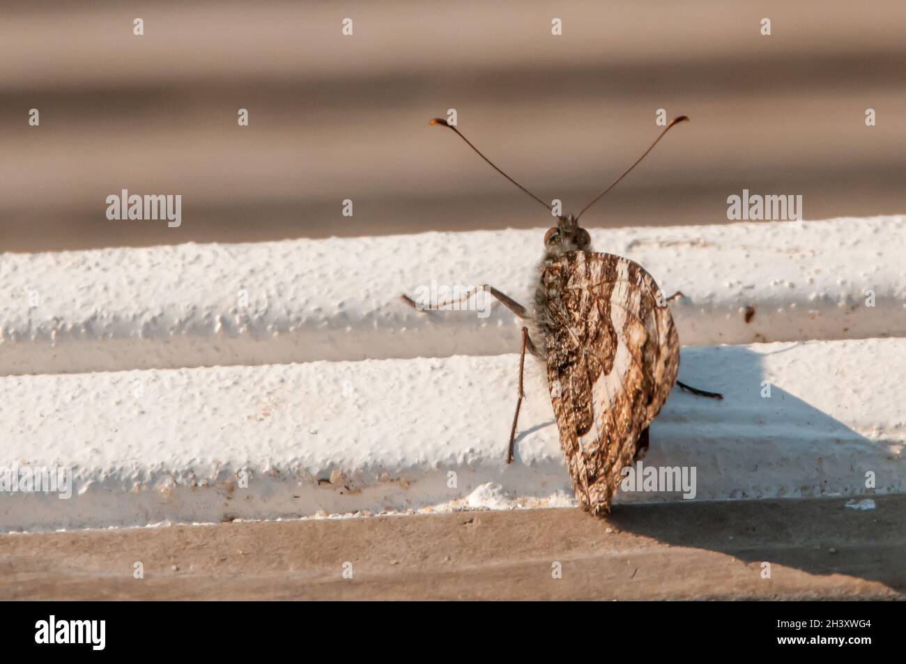 Schachbrett Falter Stockfoto