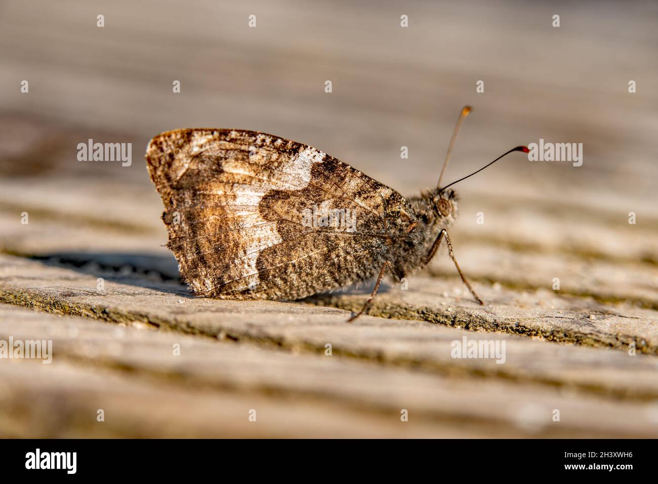 Schachbrett Falter Stockfoto