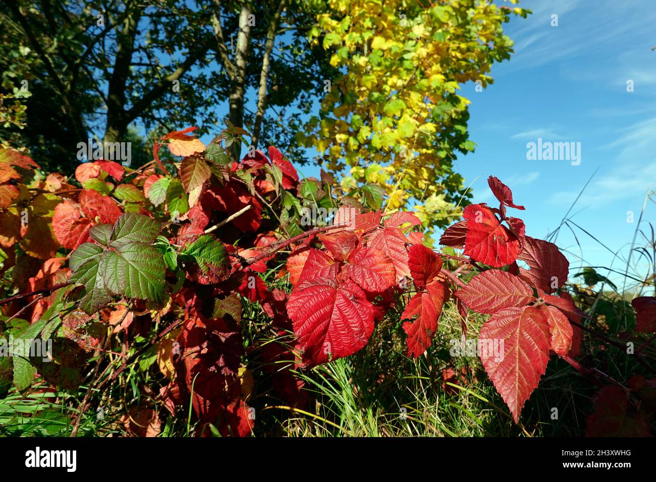 Brombeere (rubus sp.) - Blätter in Herbstfärbung Stockfoto