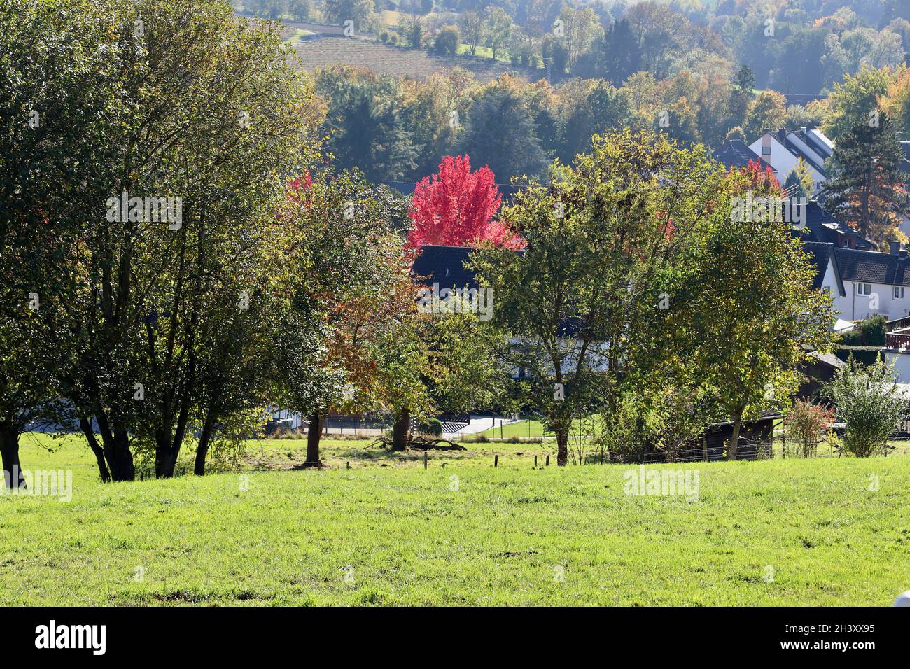 Roter Baum in der grünen Landschaft von Oberbachem in Wachtberg bei Bonn Stockfoto