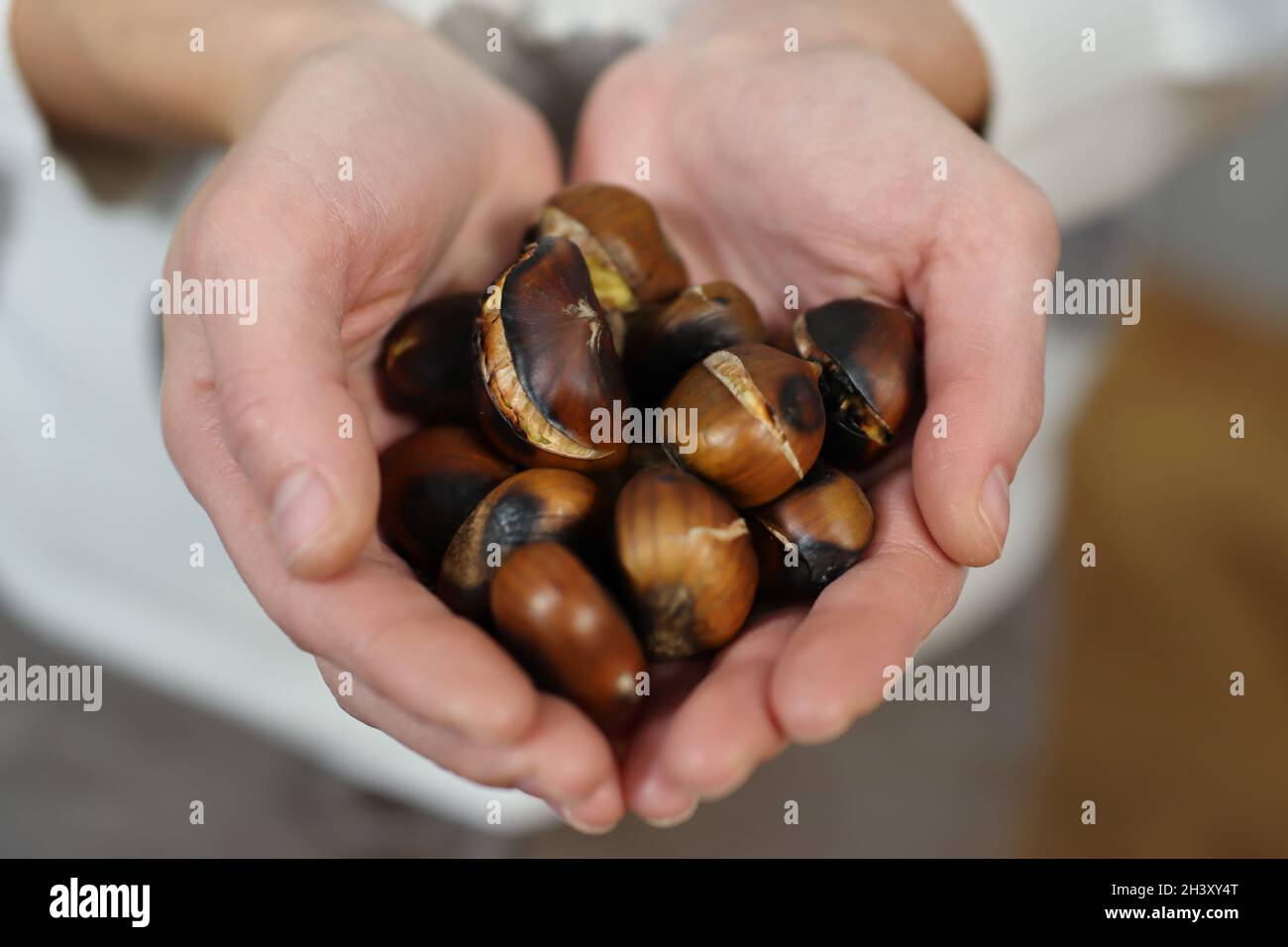 Weibliche Hände voll mit gerösteten Kastanien. Nahaufnahme, selektiver Fokus und Kopierbereich Stockfoto