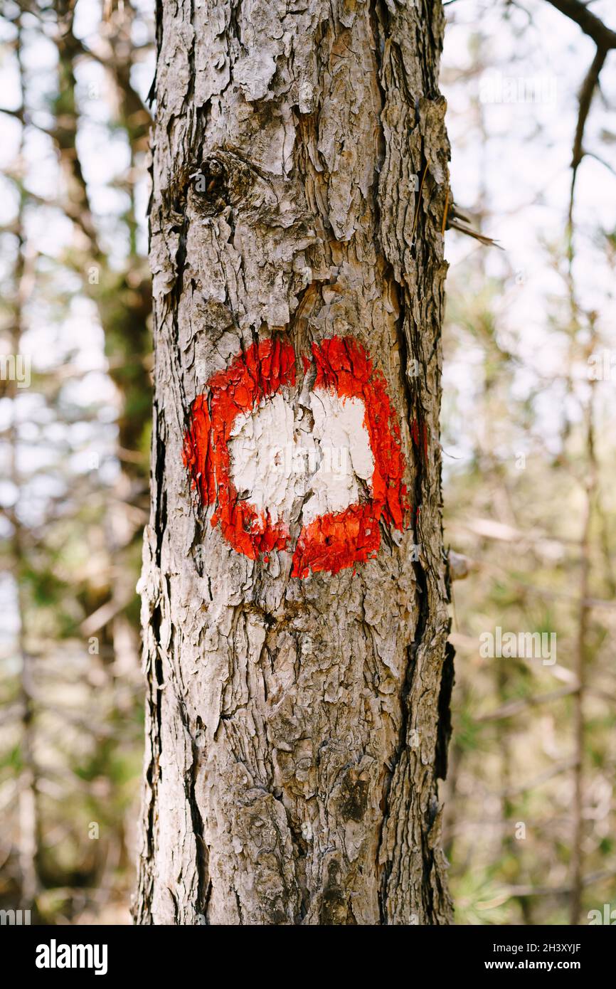 Roter Punkt Wanderzeichen auf einem Baum. Roter Kreis mit weißem Punkt. Wegweiser des Wanderweges und seine Schwierigkeit. Stockfoto
