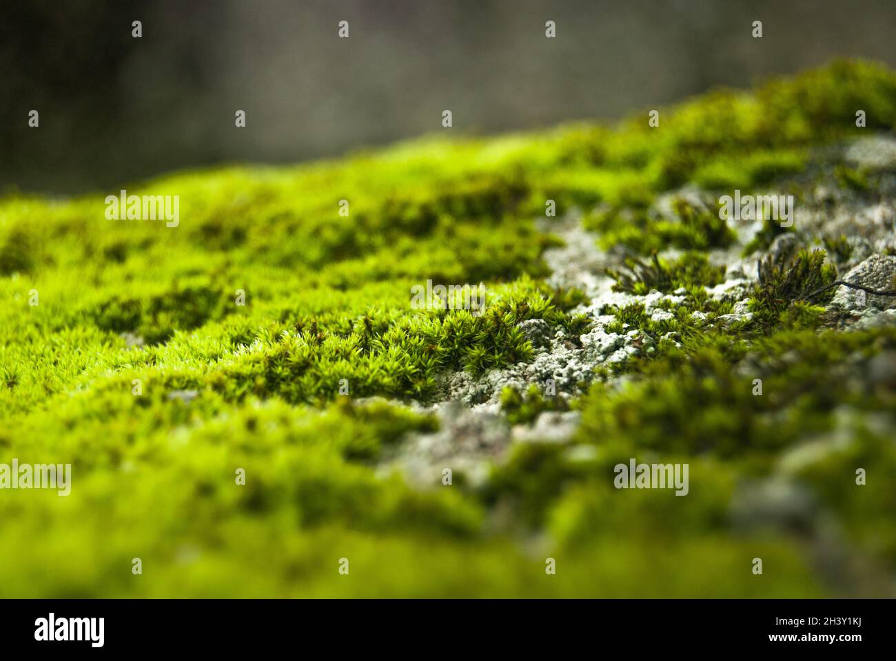 Stein mit hellgrünem Moos bedeckt frische Farben - selektiver Fokus Stockfoto