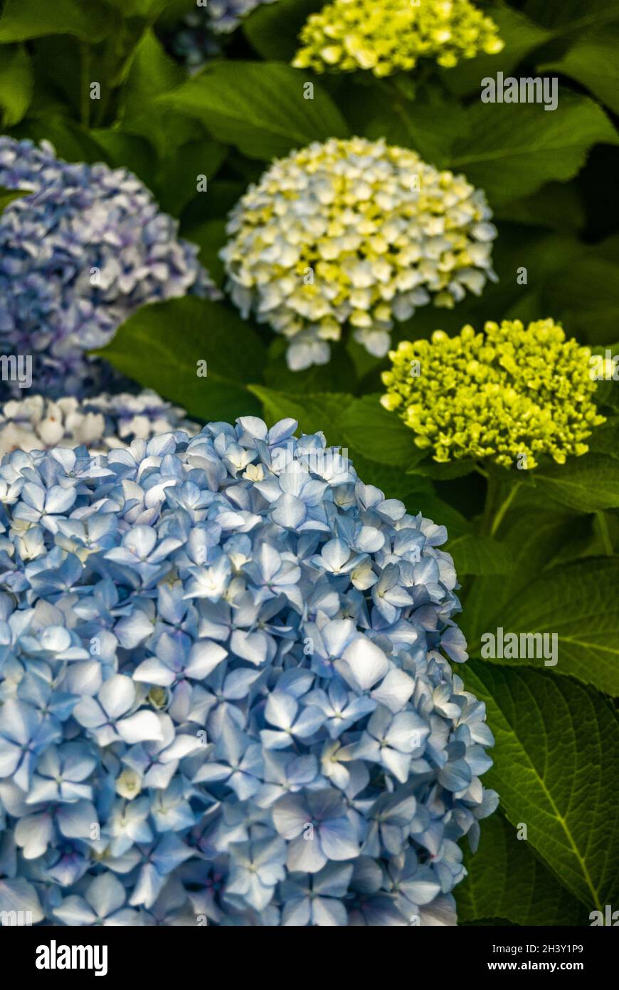 Selektive Fokussierung auf einen Busch aus blauen und weißen Hortensien, Nahaufnahme großer Hortensien-Knospen im Garten, Kombination aus blauen und grünen Farben Stockfoto
