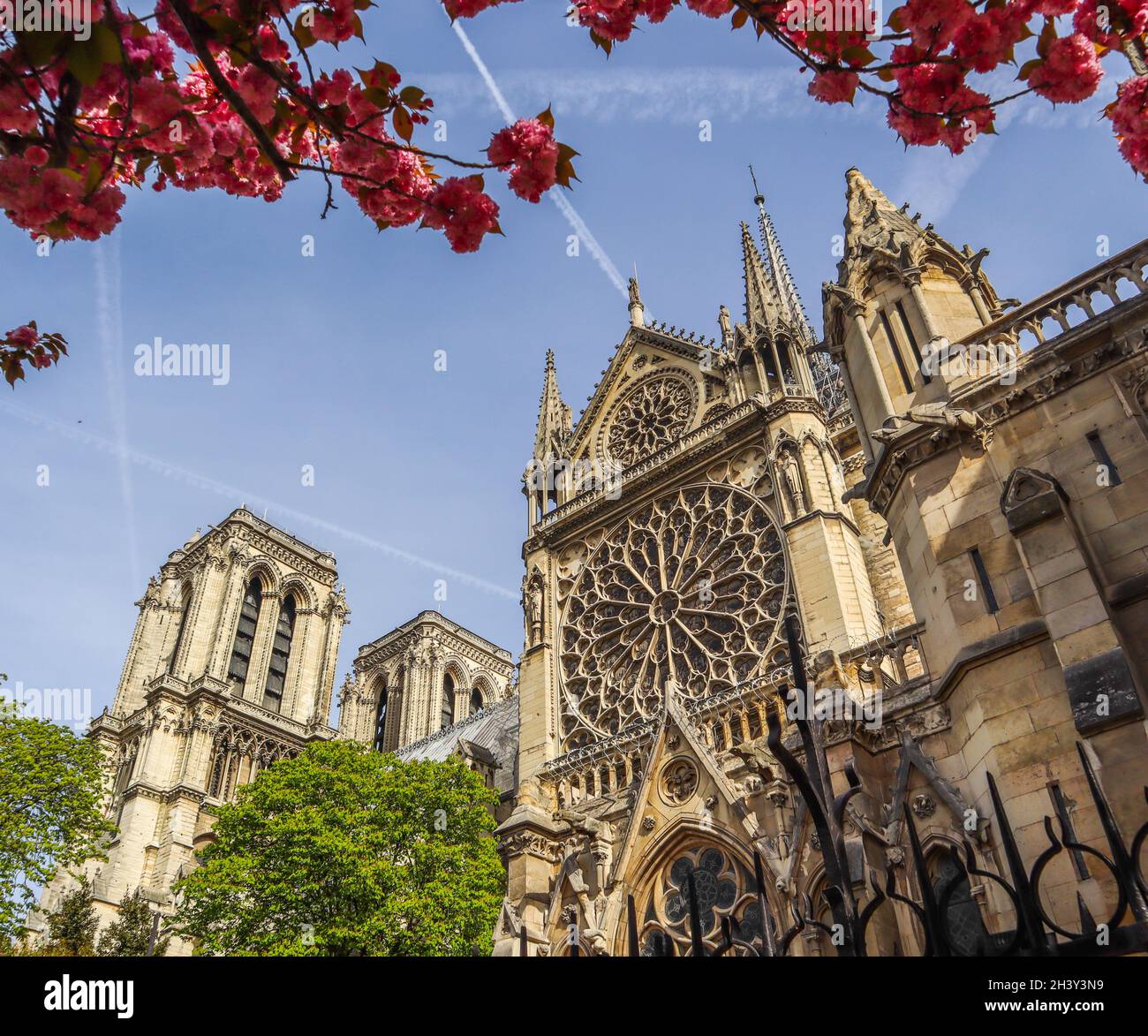 Die Kathedrale Notre Dame in Cherry Blossom. Frühling in Paris Frankreich. April 05, 2019. Vor dem Brand Stockfoto