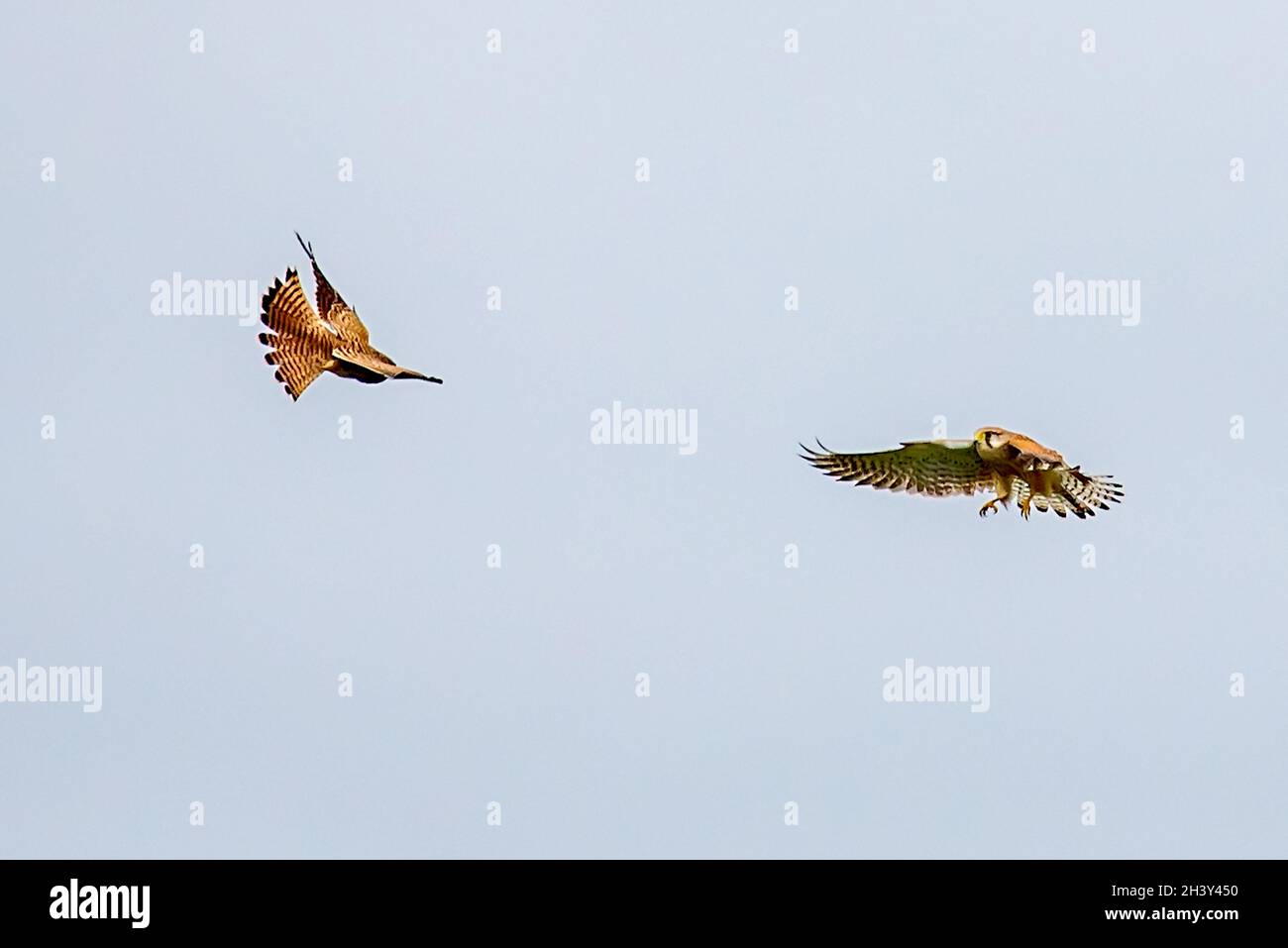 Falcon-Paar Stockfoto