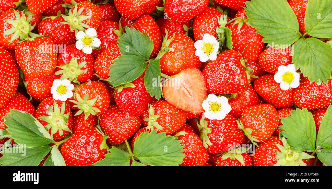 Erdbeeren Beeren Früchte Erdbeere Beerenfrucht mit Blumen und Blättern Schnitt Panorama Hintergrund Stockfoto