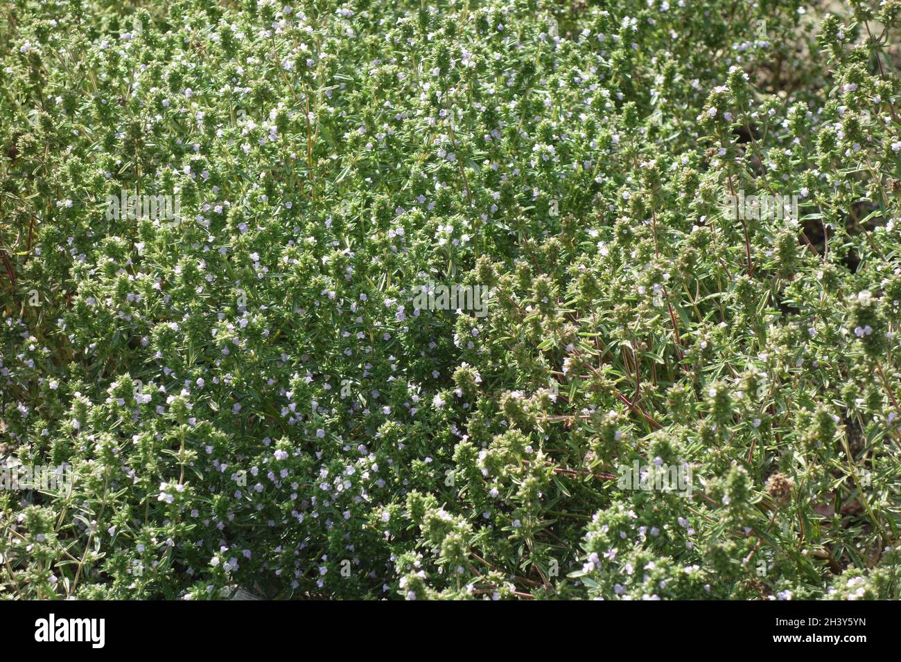 Satureja Hortensis, sommerlich-herzhaft Stockfoto