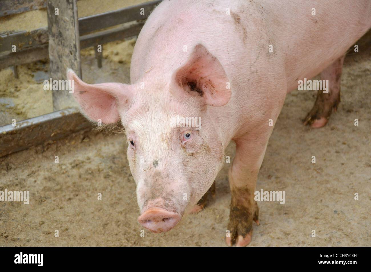 Großes Schwein in der Feder auf einem Bauernhof. Stockfoto