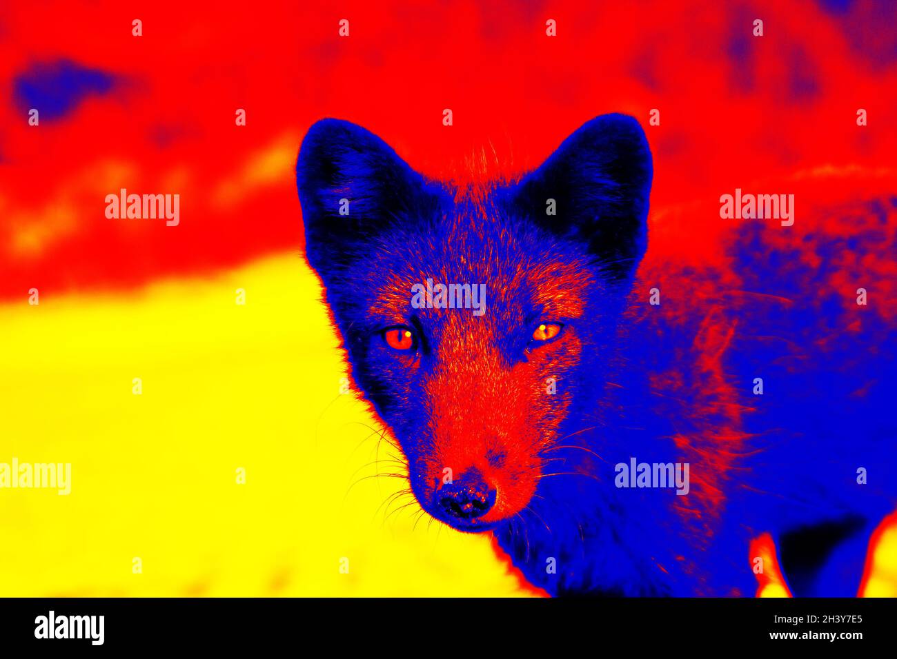 Blue Fox in einer wissenschaftlichen High-Tech-Wärmebildkamera. Stockfoto