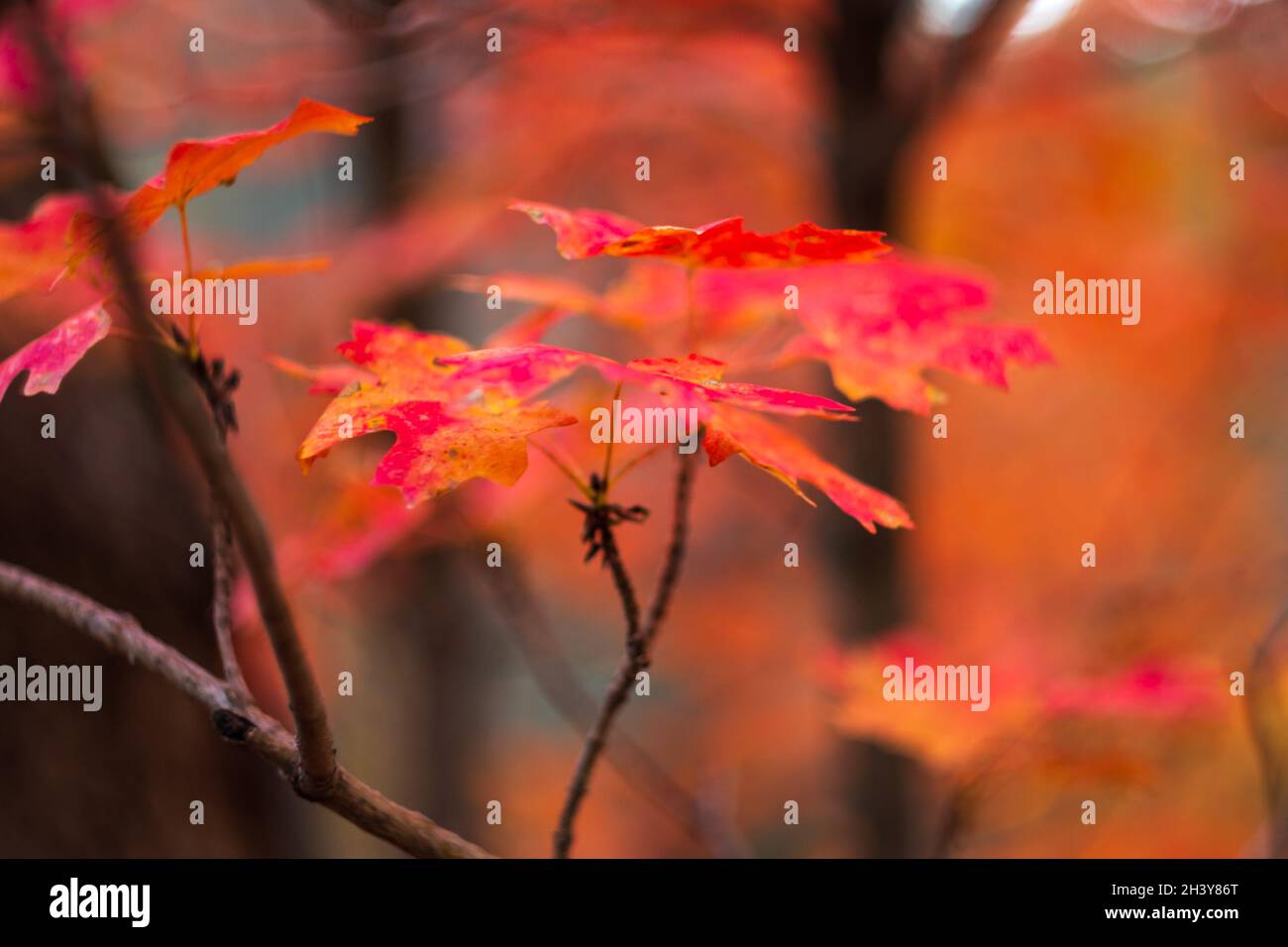 Leuchtend rote Ahornblätter auf Ast im Wald Stockfoto