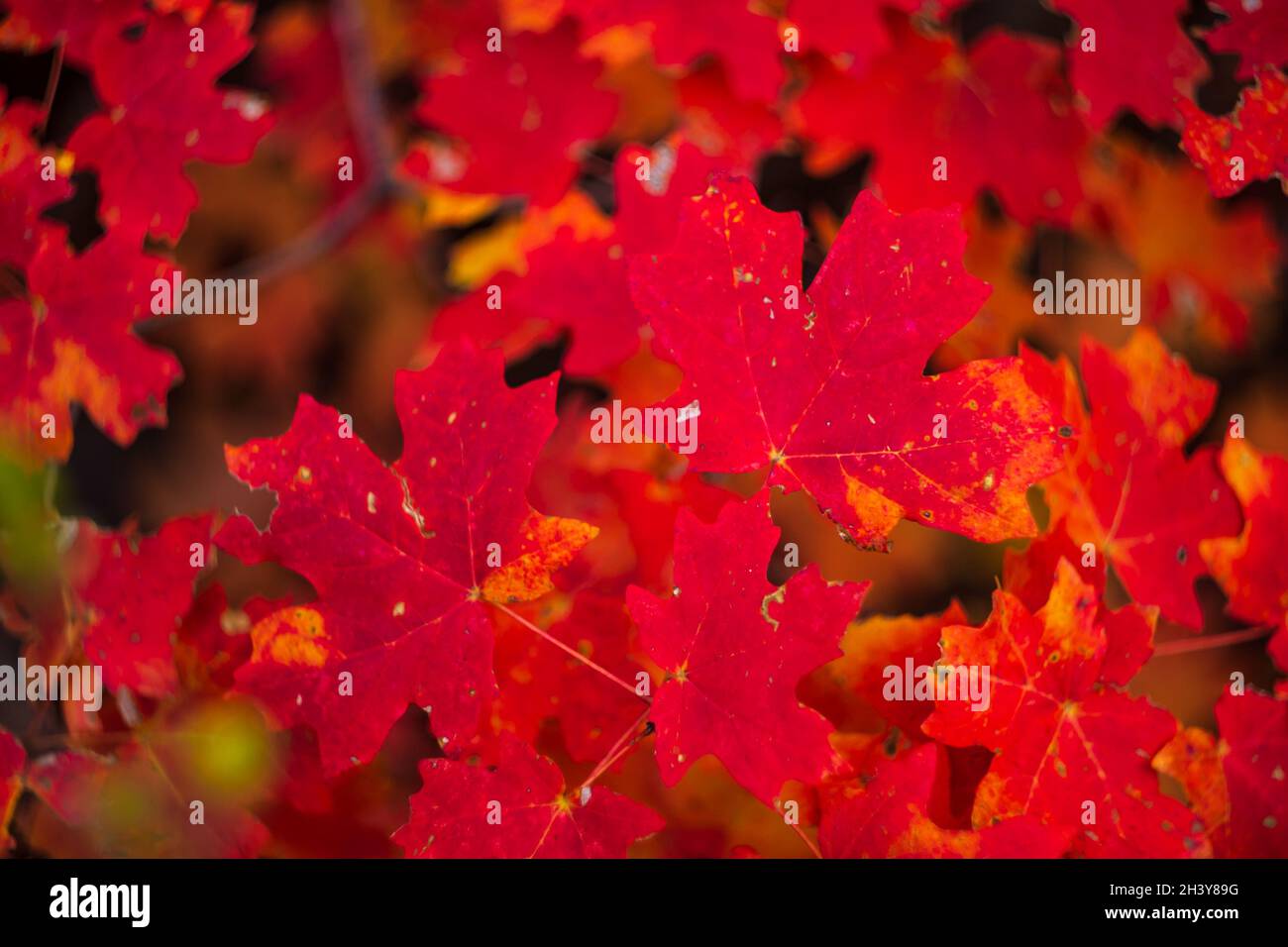 Leuchtend rote Ahornblätter auf Ast im Wald Stockfoto