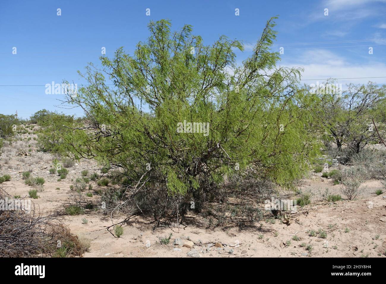 Wüstenpflanzen im Südwesten Stockfoto