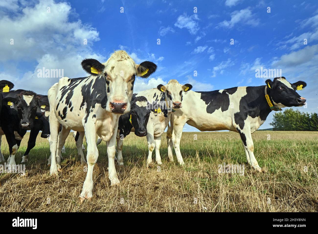 Junge Kühe auf der Weide. Stockfoto