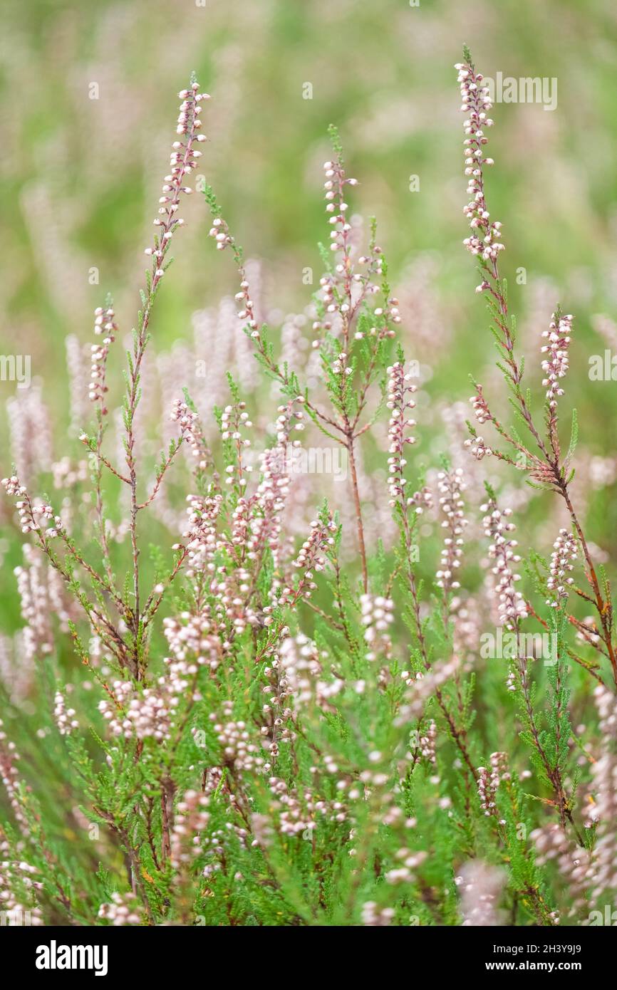 Blühende Heide oder calluna vulgaris, im Wald, sanftes Foto, Bokeh-Effekt Stockfoto