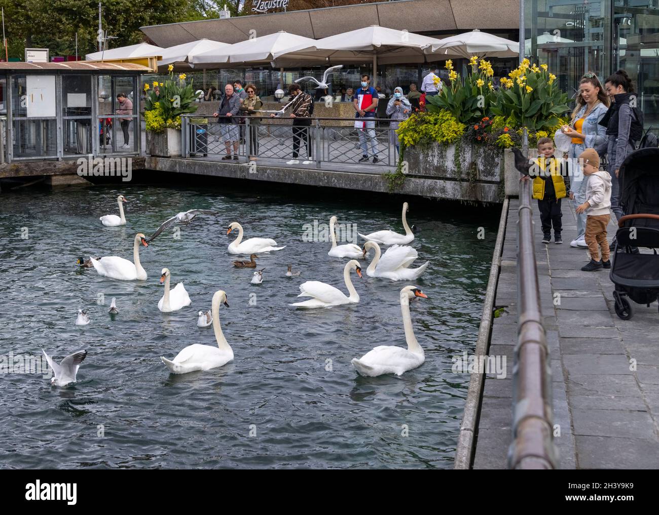 Schwäne kämpfen auf dem Genfer See um Brot, geworfen von der Promenade du Lac Léman, Genf, Schweiz Stockfoto