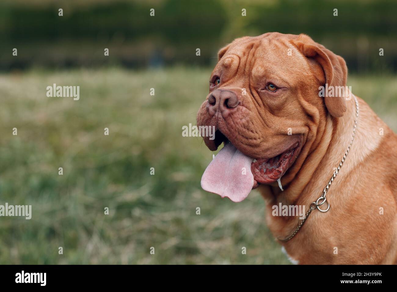 Portrait Dogue de Bordeaux. Hund Mastiff Haustier. Stockfoto