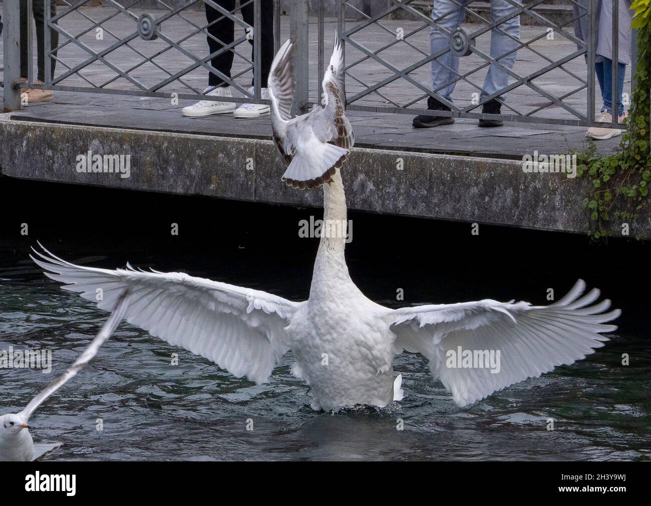 schwan kämpft mit Möwe über Brot auf dem Genfer See, der von der Promenade du Lac Léman, Genf, Schweiz, geworfen wird Stockfoto