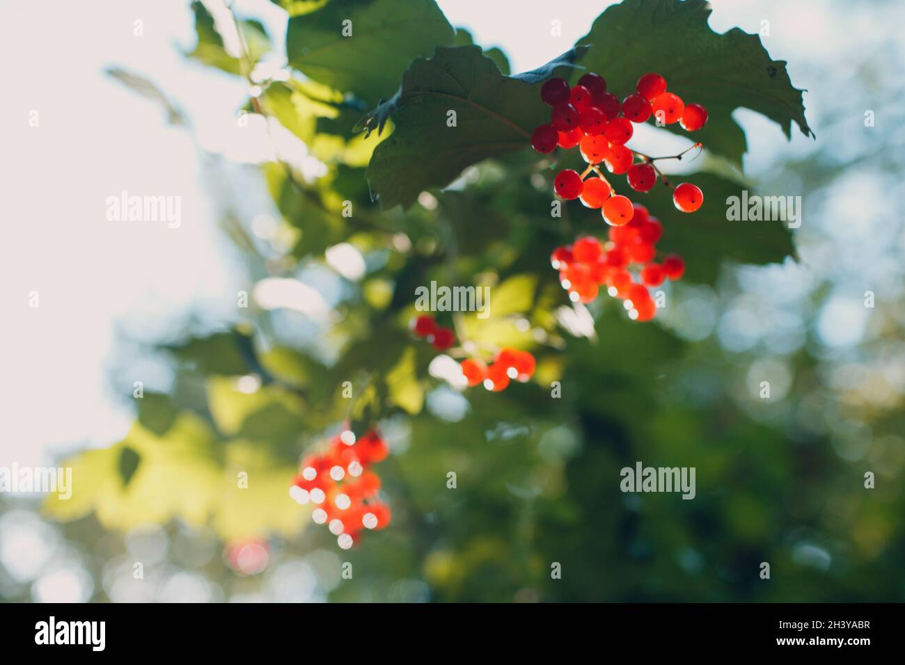 Rote Viburnum-Ast gegen Sonnenlicht im Park. Viburnum opulus Beeren und Blätter Stockfoto