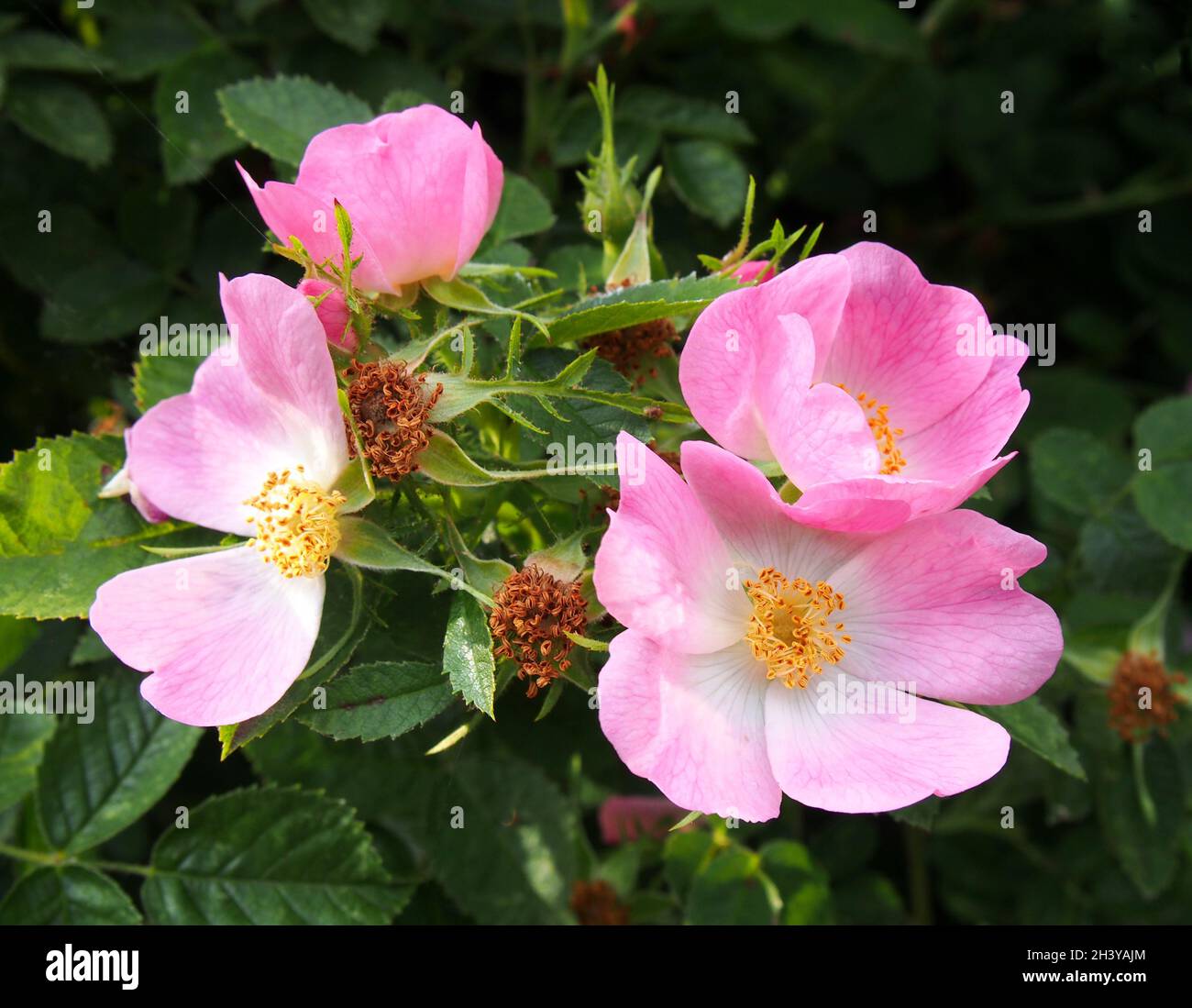 Nahaufnahme von rosa wilden Rosenblüten vor einem dunkelgrünen Blatthintergrund Stockfoto