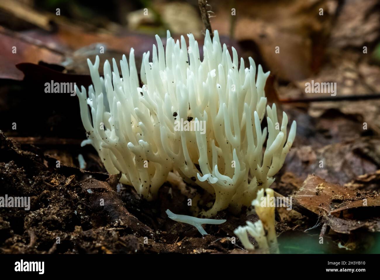 Im Herbst wächst im Wald der Weißkorallenpilz (Ramariopsis kunzei). Raleigh, North Carolina. Stockfoto