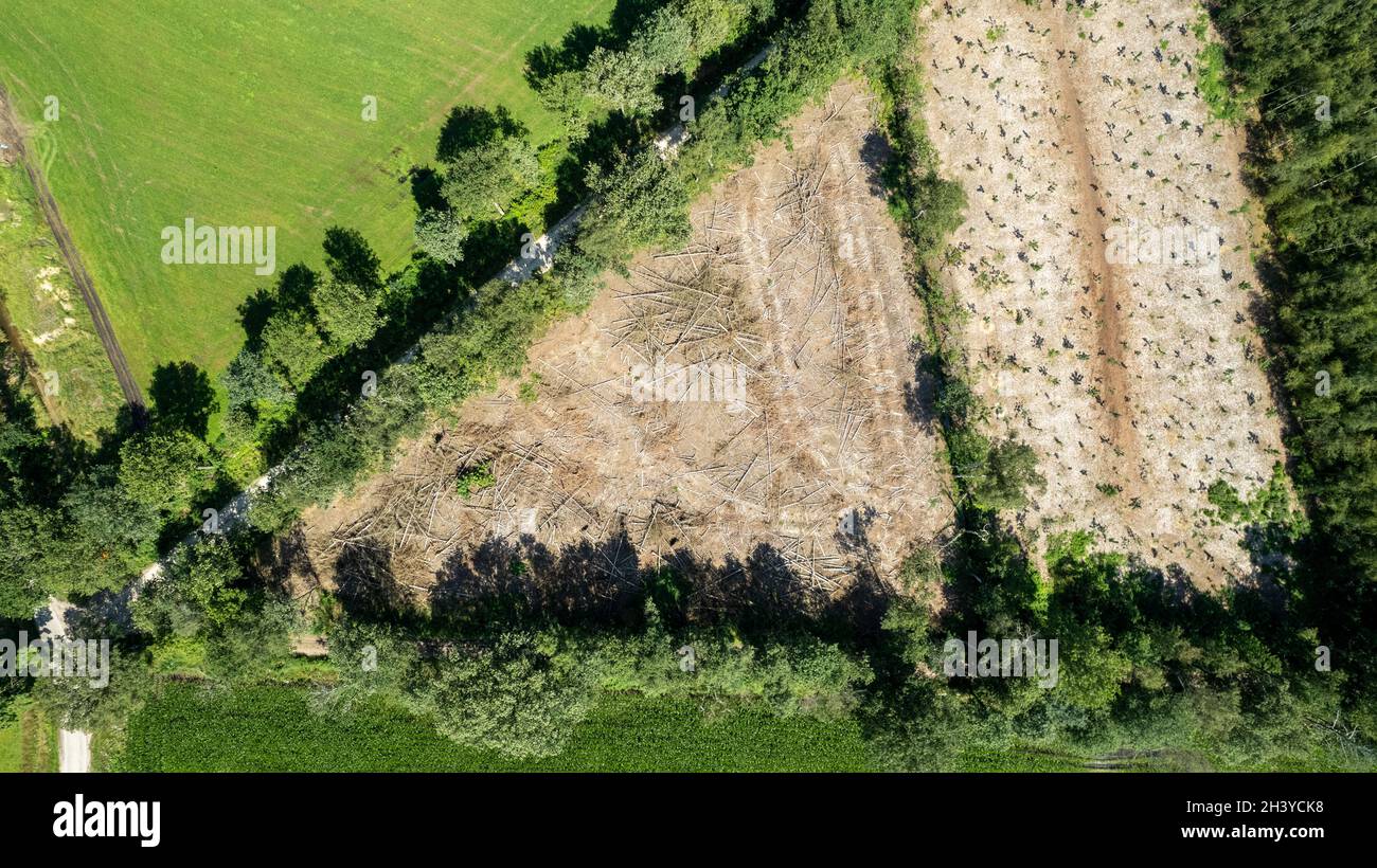 Drohnenaufnahme der Abholzung im Wald. Bäume wurden geschnitten und verbrannt, um Land für Landwirtschaft und Vieh zu öffnen oder zu verhindern Stockfoto